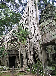 'Giant Figtree in Ta Prohm' by Asienreisender