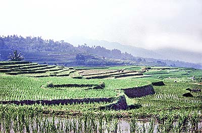 'Rice Terraces in West Sumatra' by Asienreisender